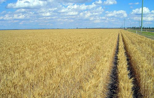 wheat