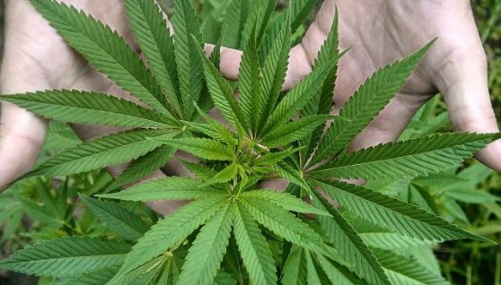 marihuana