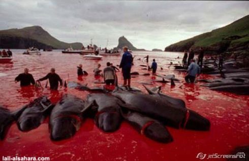 matanza_delfines