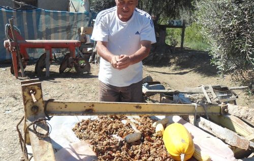 semillaterreno