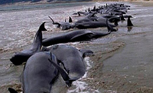 delfines-muertos-peru-2012-3