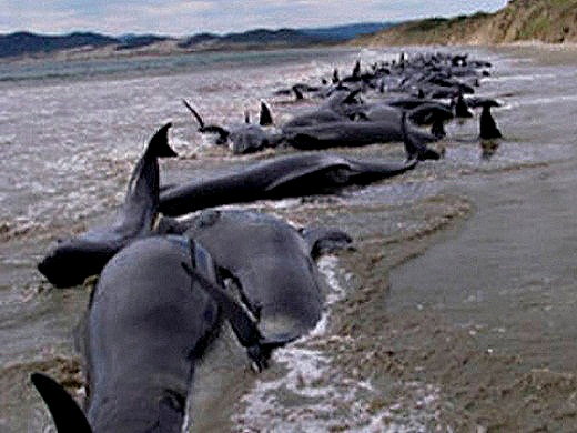 delfines-muertos-peru-2012-3