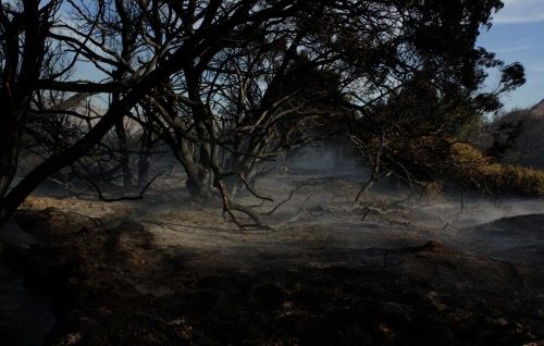 primerlugarparaderofenix