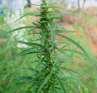 cannabis_cannabis