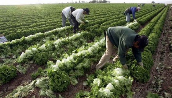 farmwork-afp