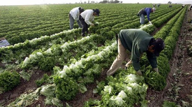 farmwork-afp