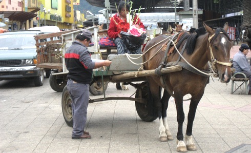 mapuche_carreta