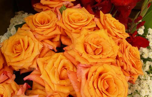 rosas_amarillas