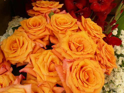 rosas_amarillas