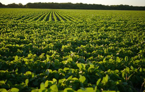 soja_plantacion